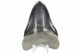 Serrated, Fossil Megalodon Tooth - Georgia #88669-1